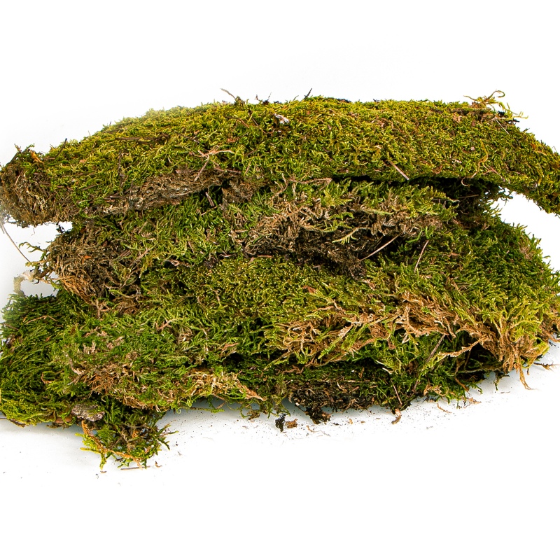 Terrario Shadow Forest Moss - natural moss 35x28cm